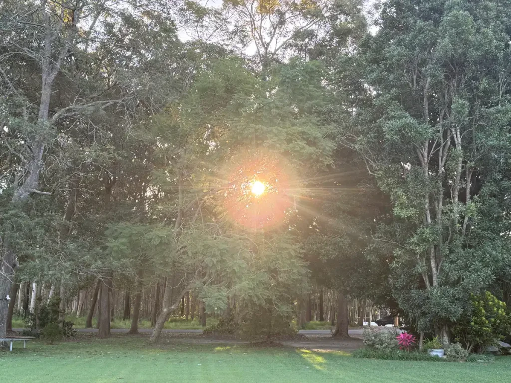 Sunlight through mature trees in the bushland around The Abbey Church